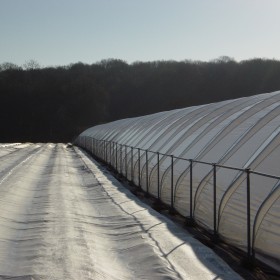 Haygrove polytunnels 